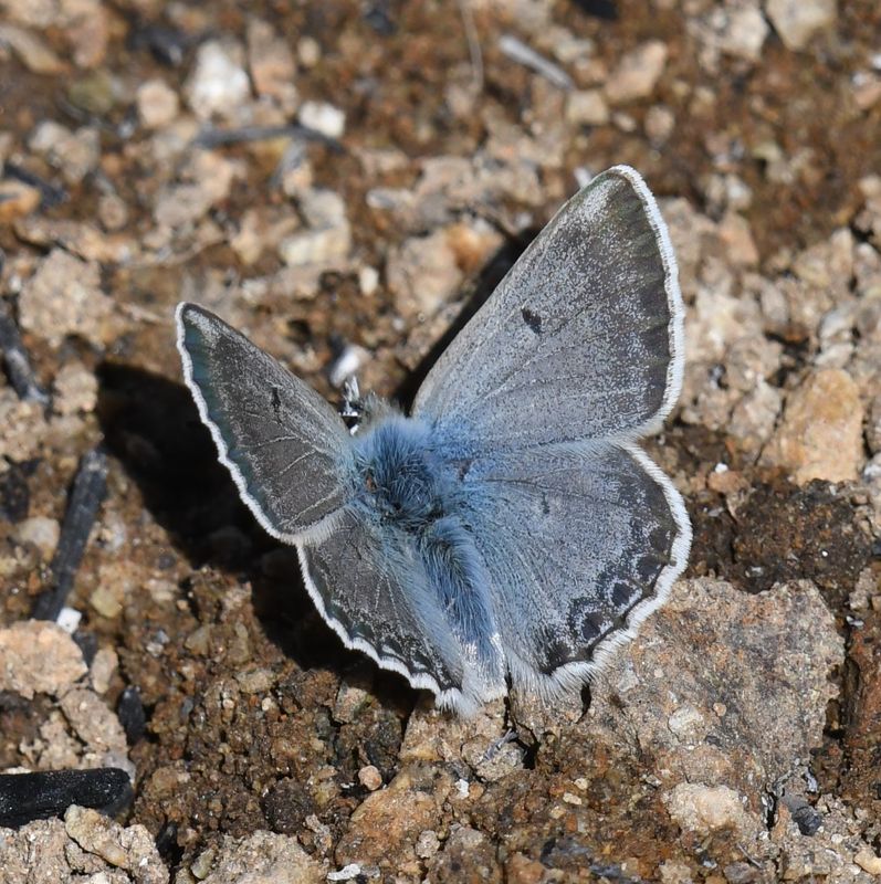Arctic Blue: Agriades glandon