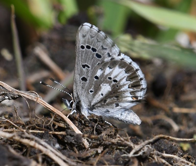 Arrowhead Blue: Glaucopsyche piasus