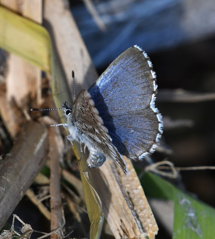Arrowhead Blue: Glaucopsyche piasus