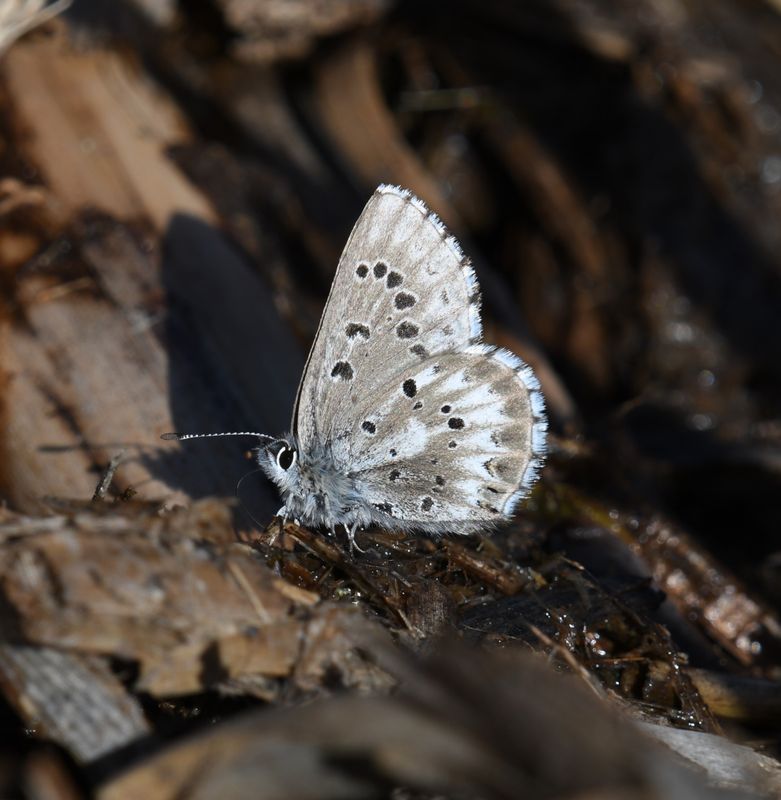 Arrowhead Blue: Glaucopsyche piasus