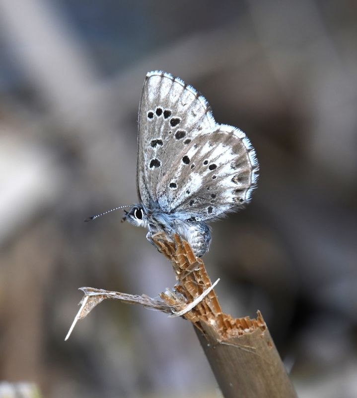 Arrowhead Blue: Glaucopsyche piasus