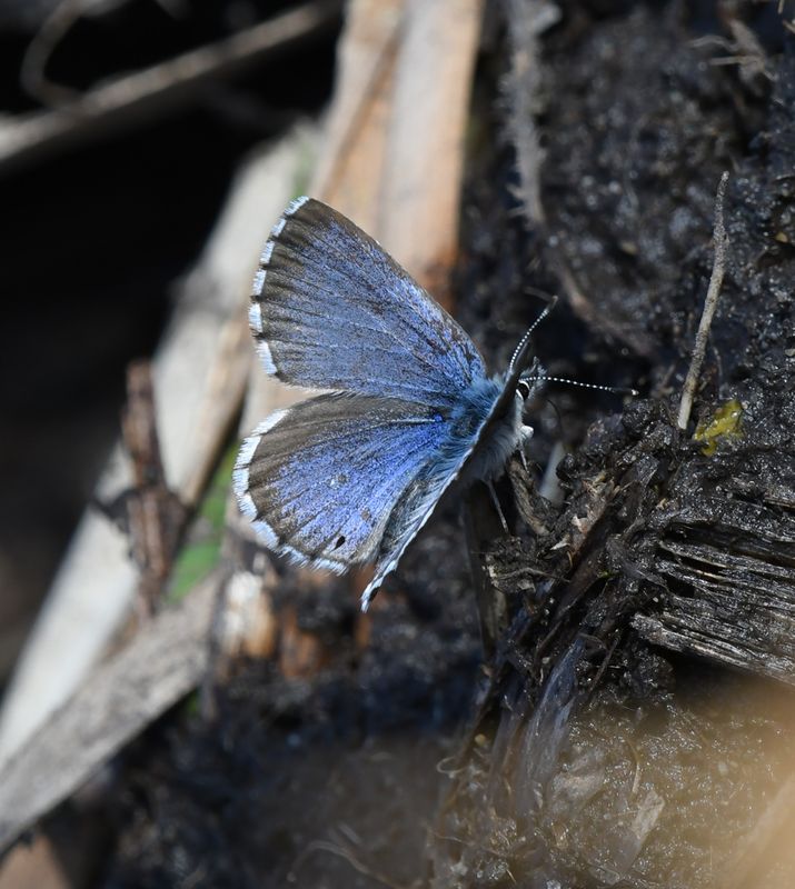 Arrowhead Blue: Glaucopsyche piasus