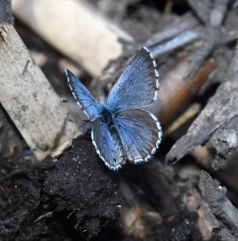 Arrowhead Blue: Glaucopsyche piasus