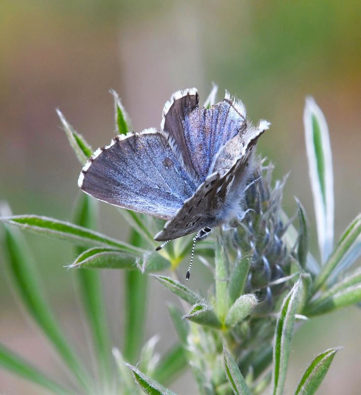 Arrowhead Blue: Glaucopsyche piasus