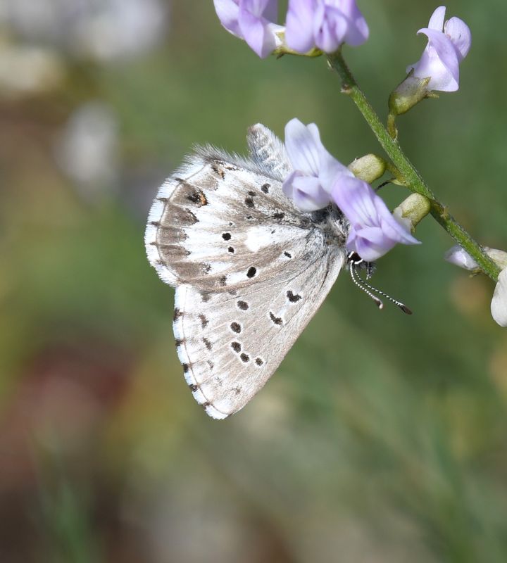 Arrowhead Blue: Glaucopsyche piasus