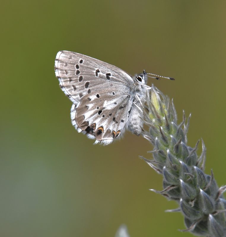 Arrowhead Blue: Glaucopsyche piasus