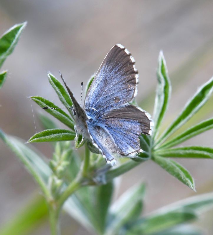 Arrowhead Blue: Glaucopsyche piasus