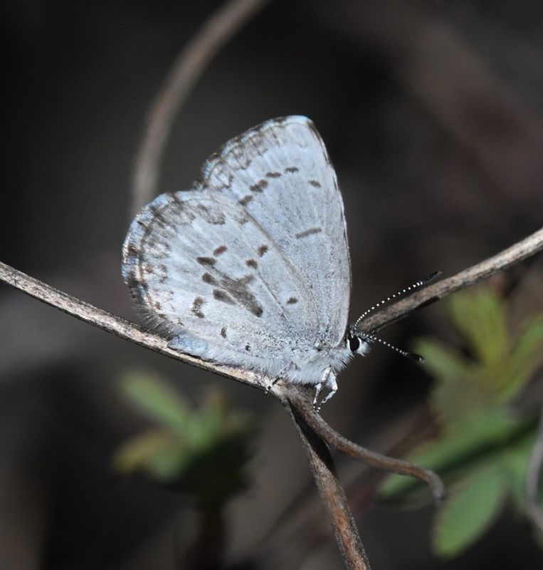 Asher's Blue: Celastrina asheri