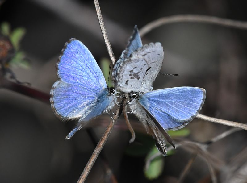Asher's Blue: Celastrina asheri