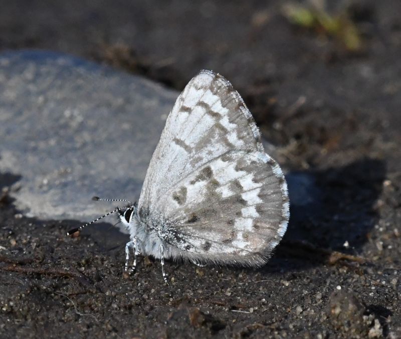 Asher's Blue: Celastrina asheri