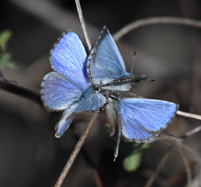 Asher's Blue: Celastrina asheri