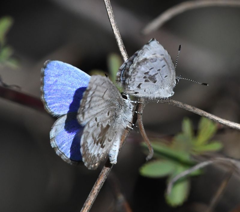 Asher's Blue: Celastrina asheri