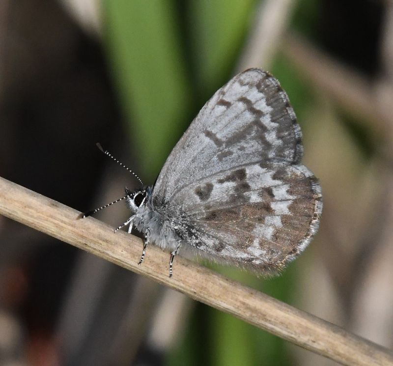 Asher's Blue: Celastrina asheri