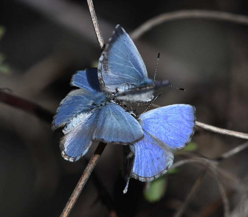 Asher's Blue: Celastrina asheri
