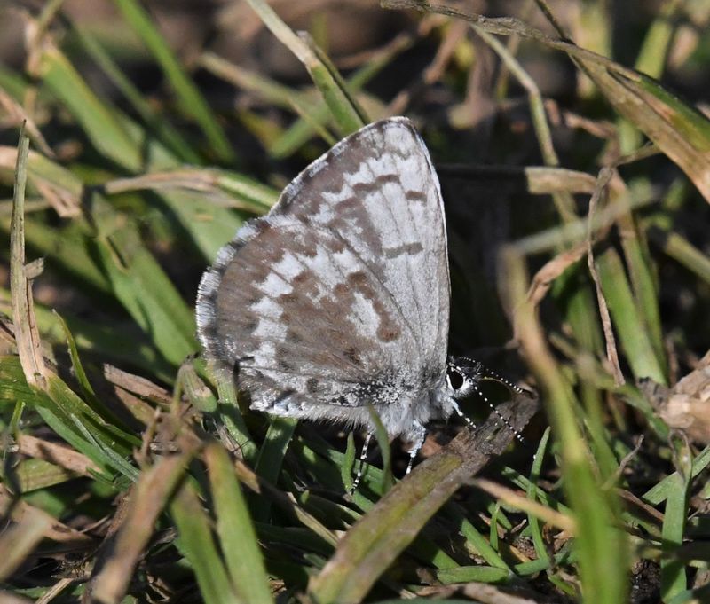 Asher's Blue: Celastrina asheri