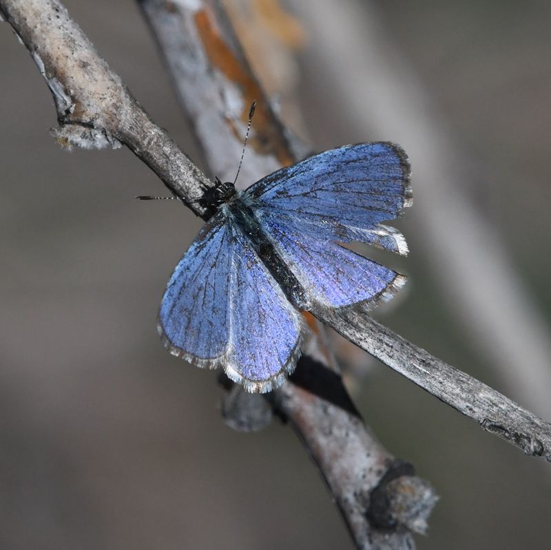 Asher's Blue: Celastrina asheri