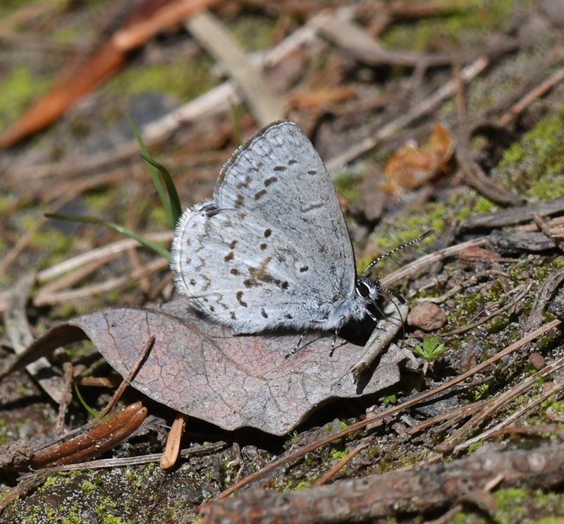Asher's Blue: Celastrina asheri