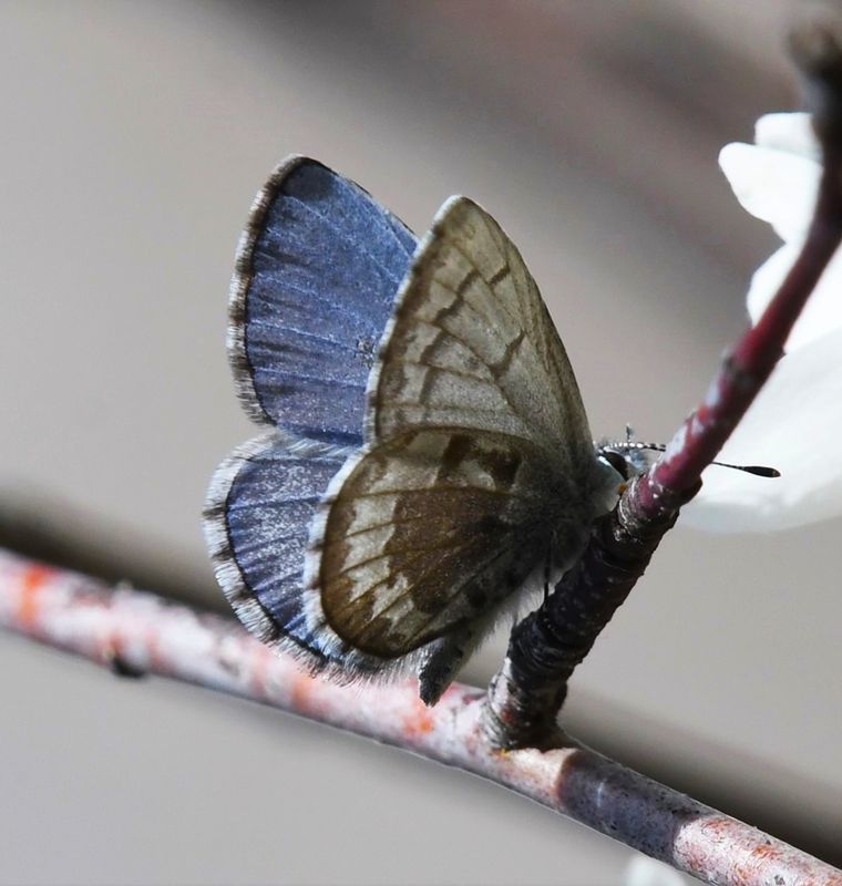 Asher's Blue: Celastrina asheri