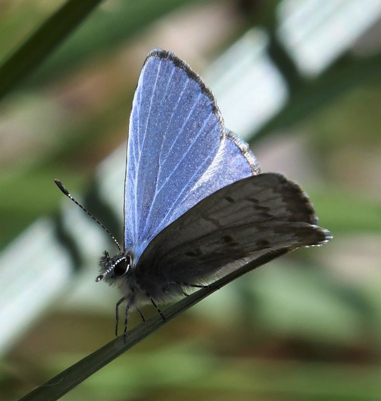 Asher's Blue: Celastrina asheri