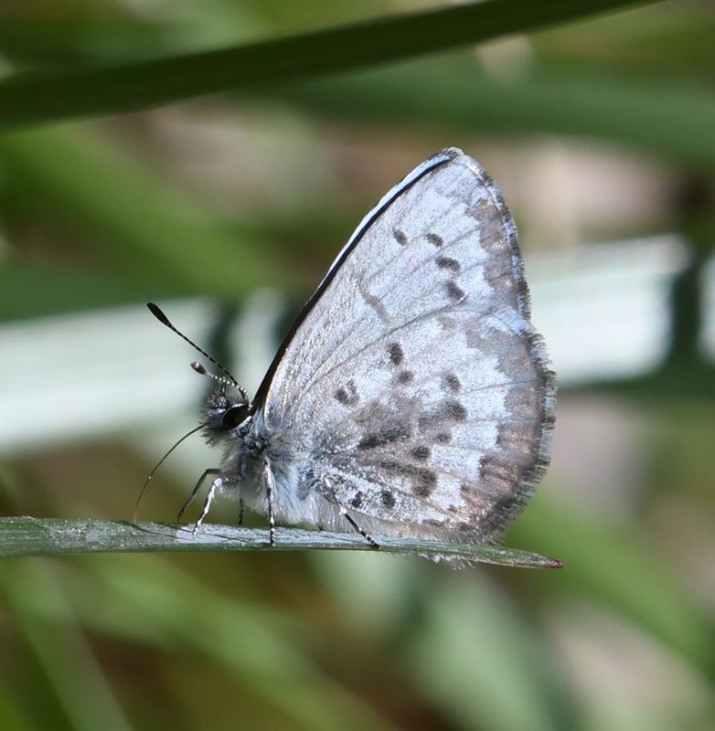 Asher's Blue: Celastrina asheri