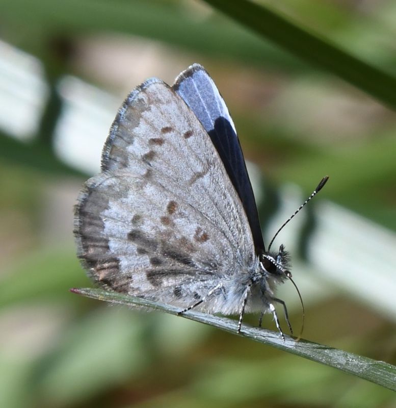 Asher's Blue: Celastrina asheri