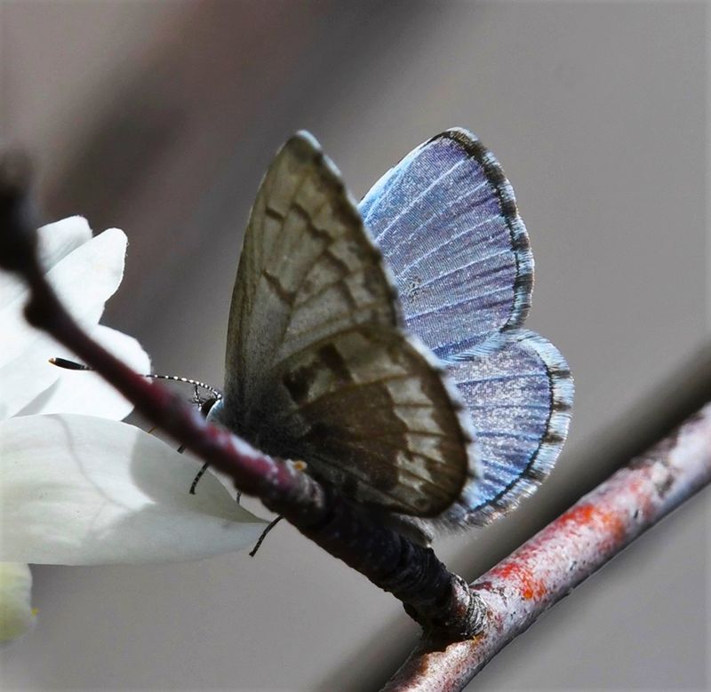 Asher's Blue: Celastrina asheri