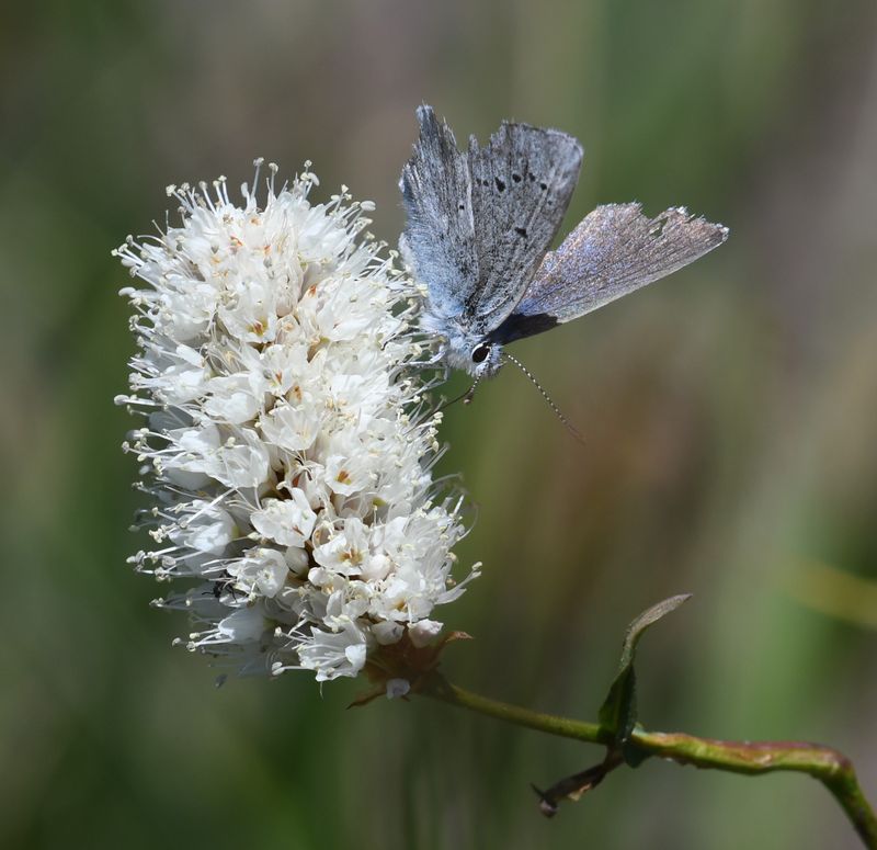 Boisduval's Blue: Icaricia icarioides