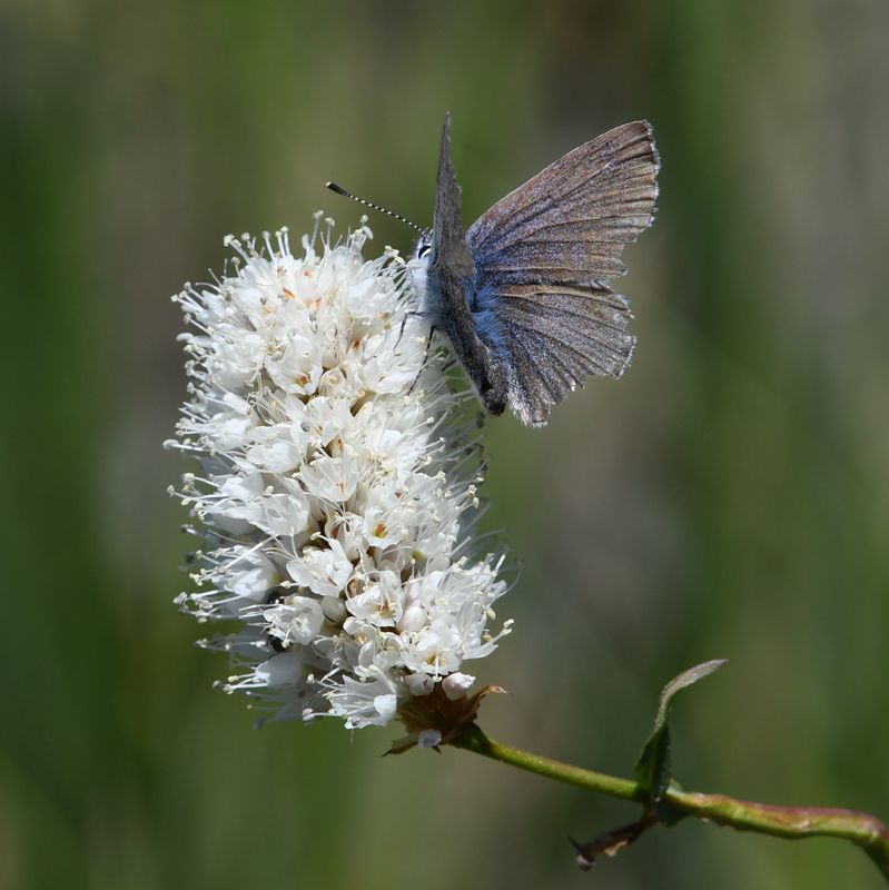 Boisduval's Blue: Icaricia icarioides