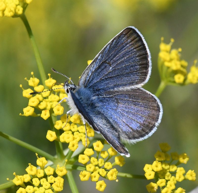 Boisduval's Blue: Icaricia icarioides