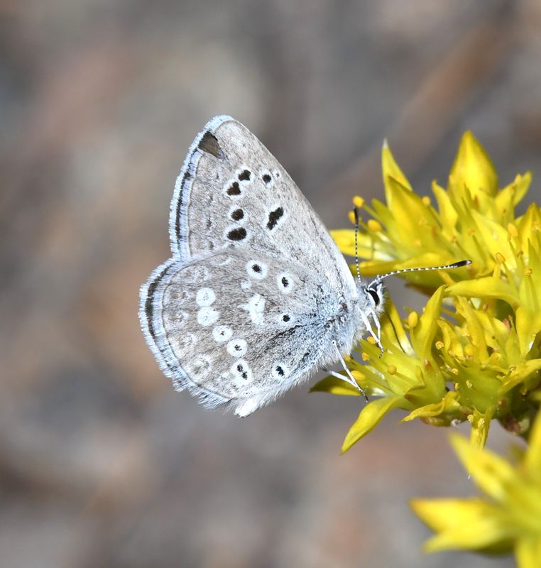 Boisduval's Blue: Icaricia icarioides