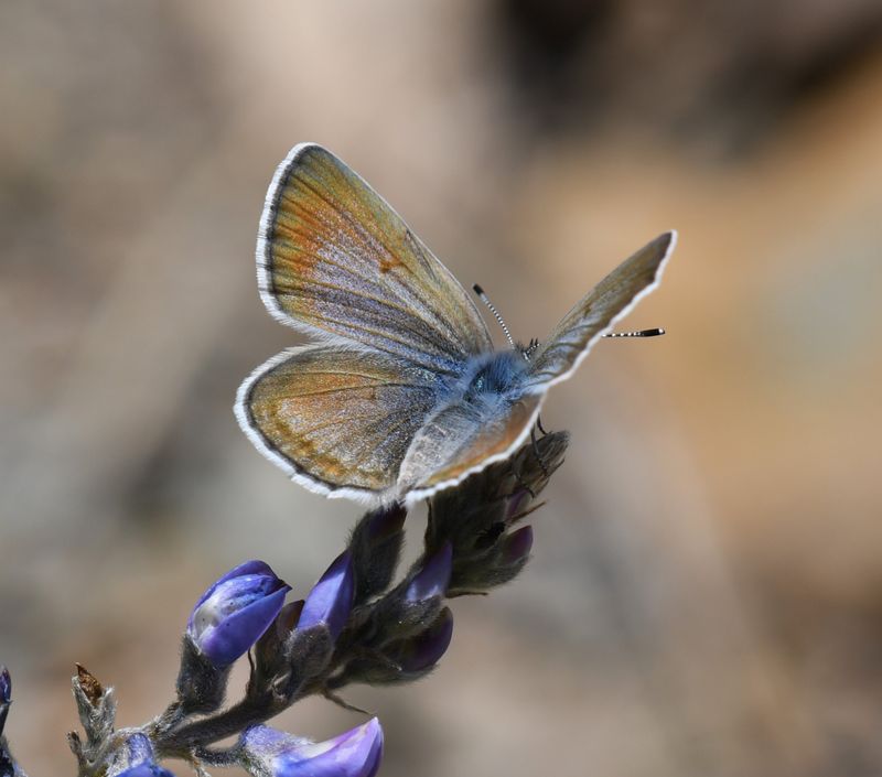 Boisduval's Blue: Icaricia icarioides