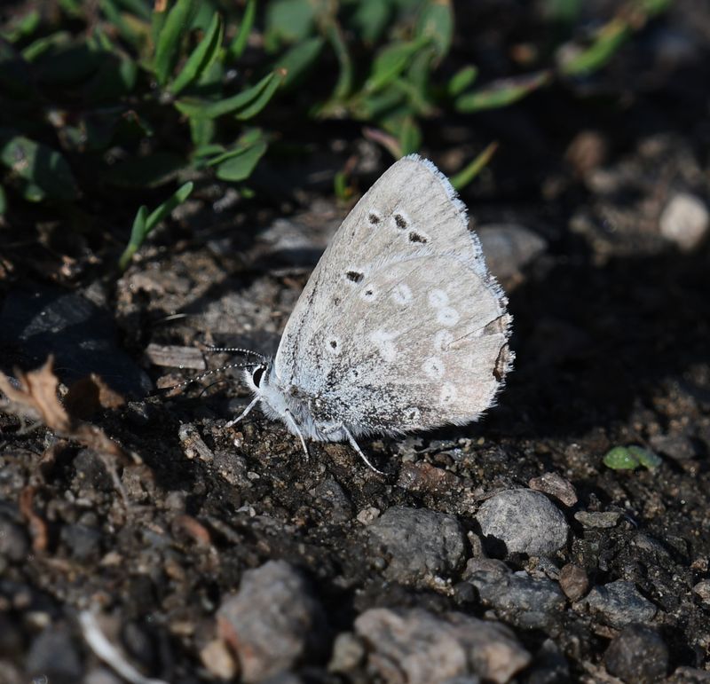 Boisduval's Blue: Icaricia icarioides