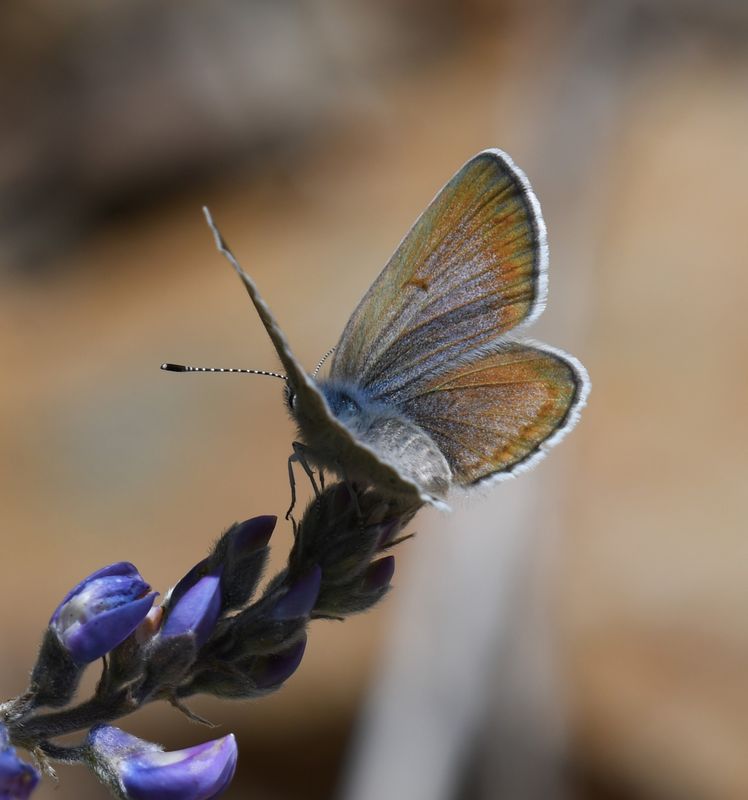 Boisduval's Blue: Icaricia icarioides