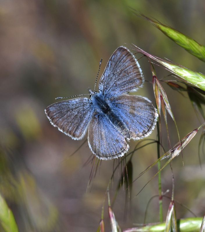 Boisduval's Blue: Icaricia icarioides