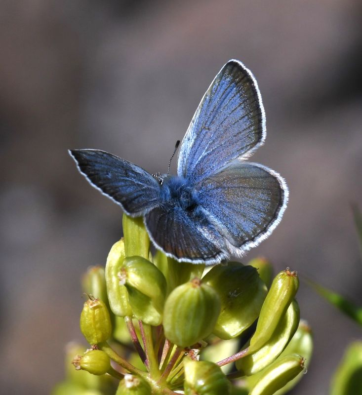 Boisduval's Blue: Icaricia icarioides