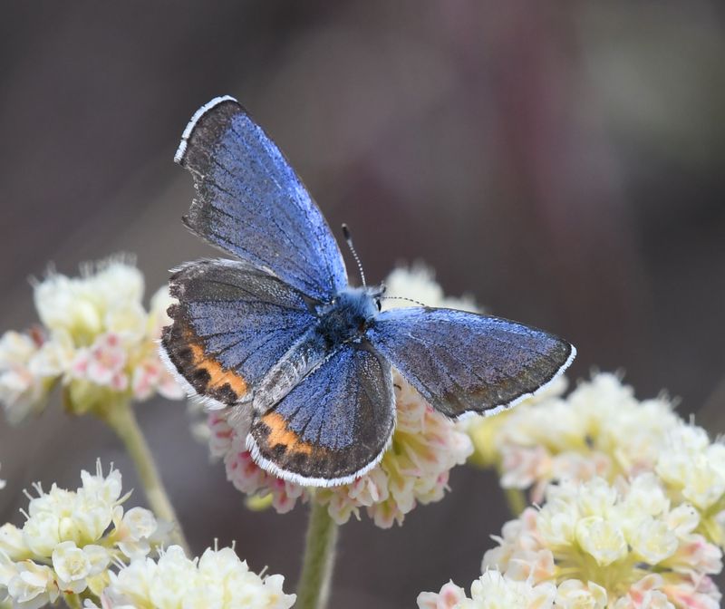 Cascadia Blue: Euphilotes heracleoides