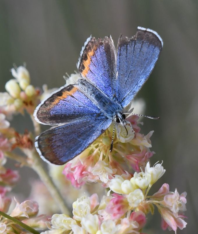 Cascadia Blue: Euphilotes heracleoides