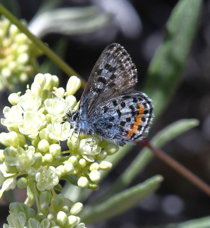 Cascadia Blue: Euphilotes heracleoides