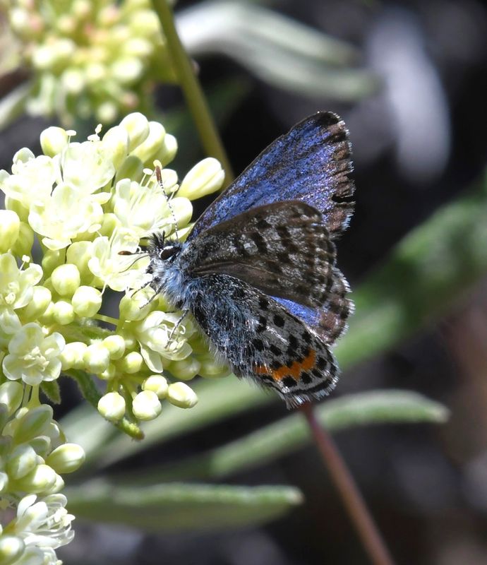 Cascadia Blue: Euphilotes heracleoides