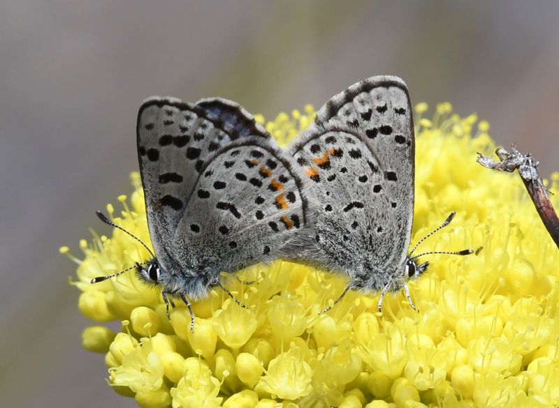 Columbia Blue: Euphilotes columbiae