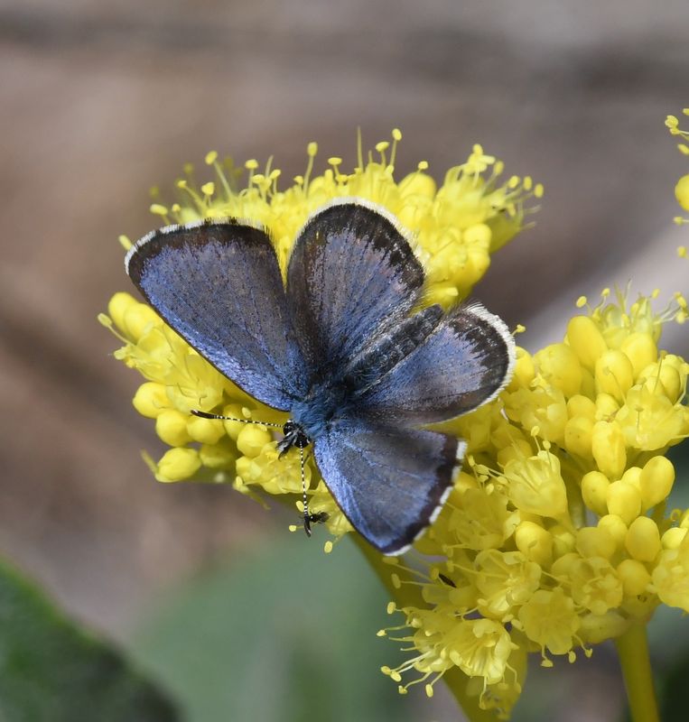 Columbia Blue: Euphilotes columbiae