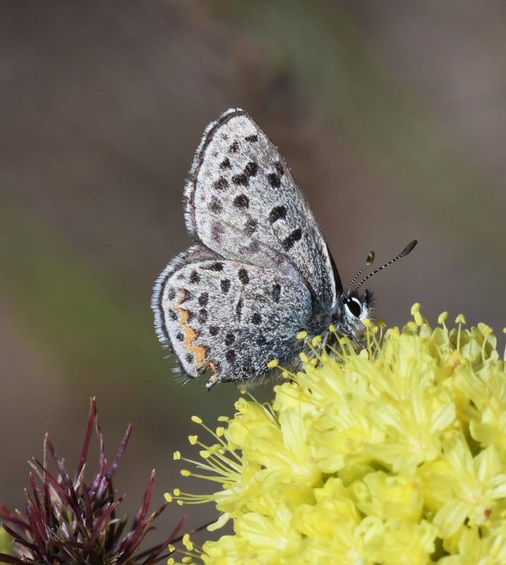 Columbia Blue: Euphilotes columbiae