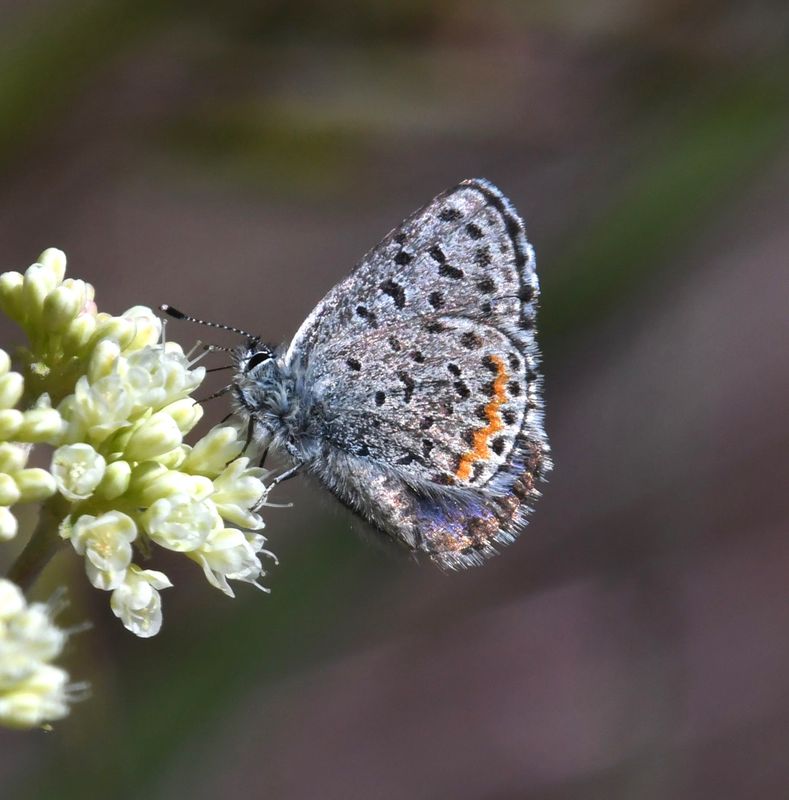 Columbia Blue: Euphilotes columbiae