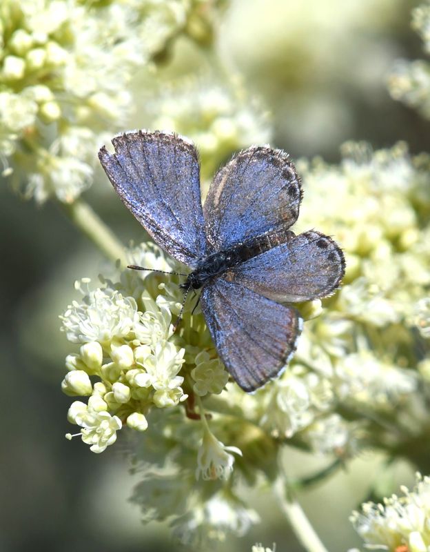 Columbia Blue: Euphilotes columbiae