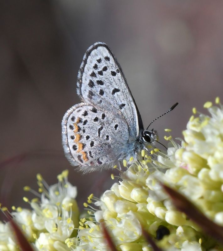 Columbia Blue: Euphilotes columbiae