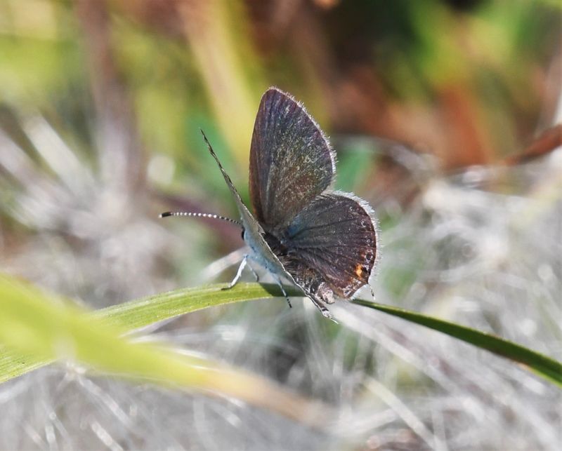 Eastern Tailed Blue: Cupido comyntas
