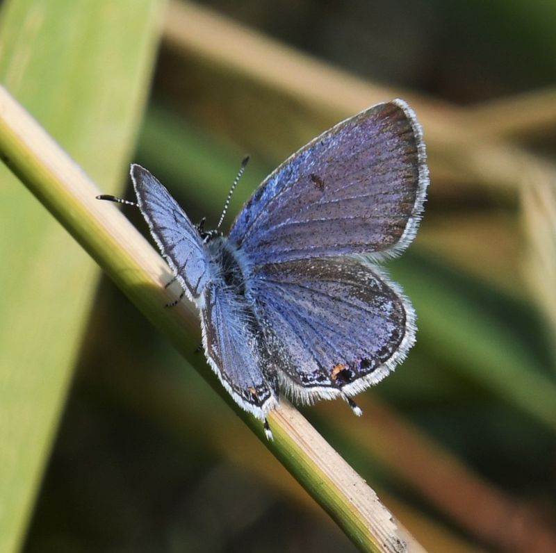 Eastern Tailed Blue: Cupido comyntas