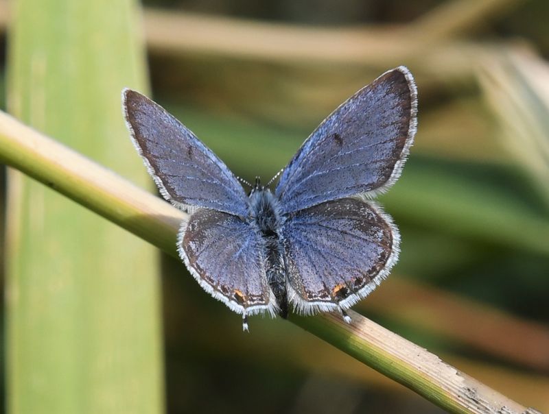 Eastern Tailed Blue: Cupido comyntas