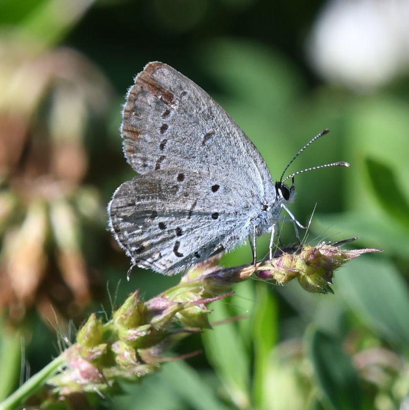 Eastern Tailed Blue: Cupido comyntas