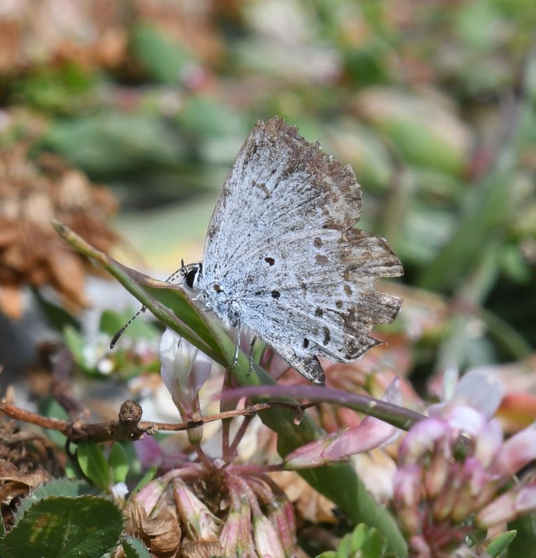 Eastern Tailed Blue: Cupido comyntas